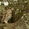 Sycek obecny - Athene noctua - Little Owl 4478